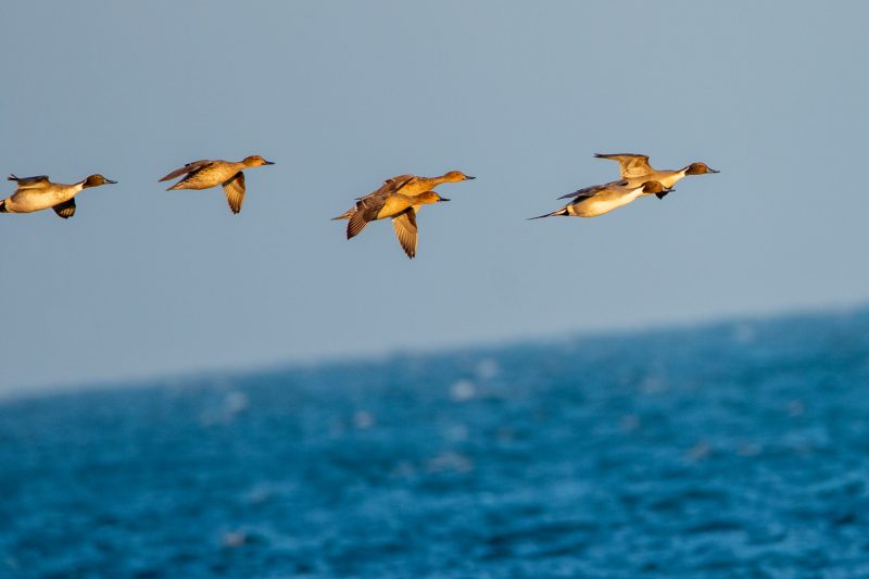 Vol de Canards pilets